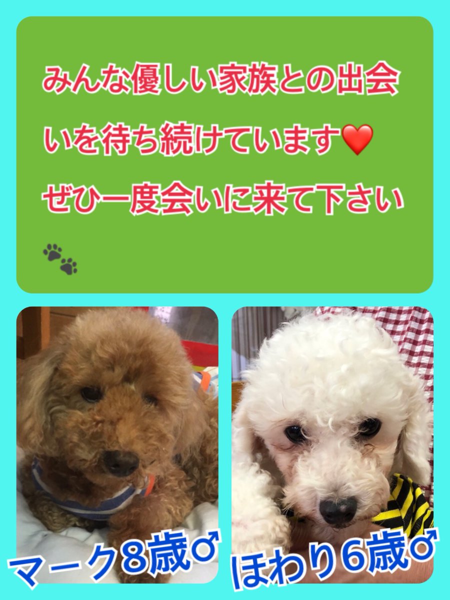 🐾今日の里親様募集中ワンコ🐶メンバーです🐾2019,8,28